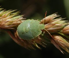 Grüne Stinkwanze (Palomena prasina) - L4 Larvenstadium auf Knäuelgras