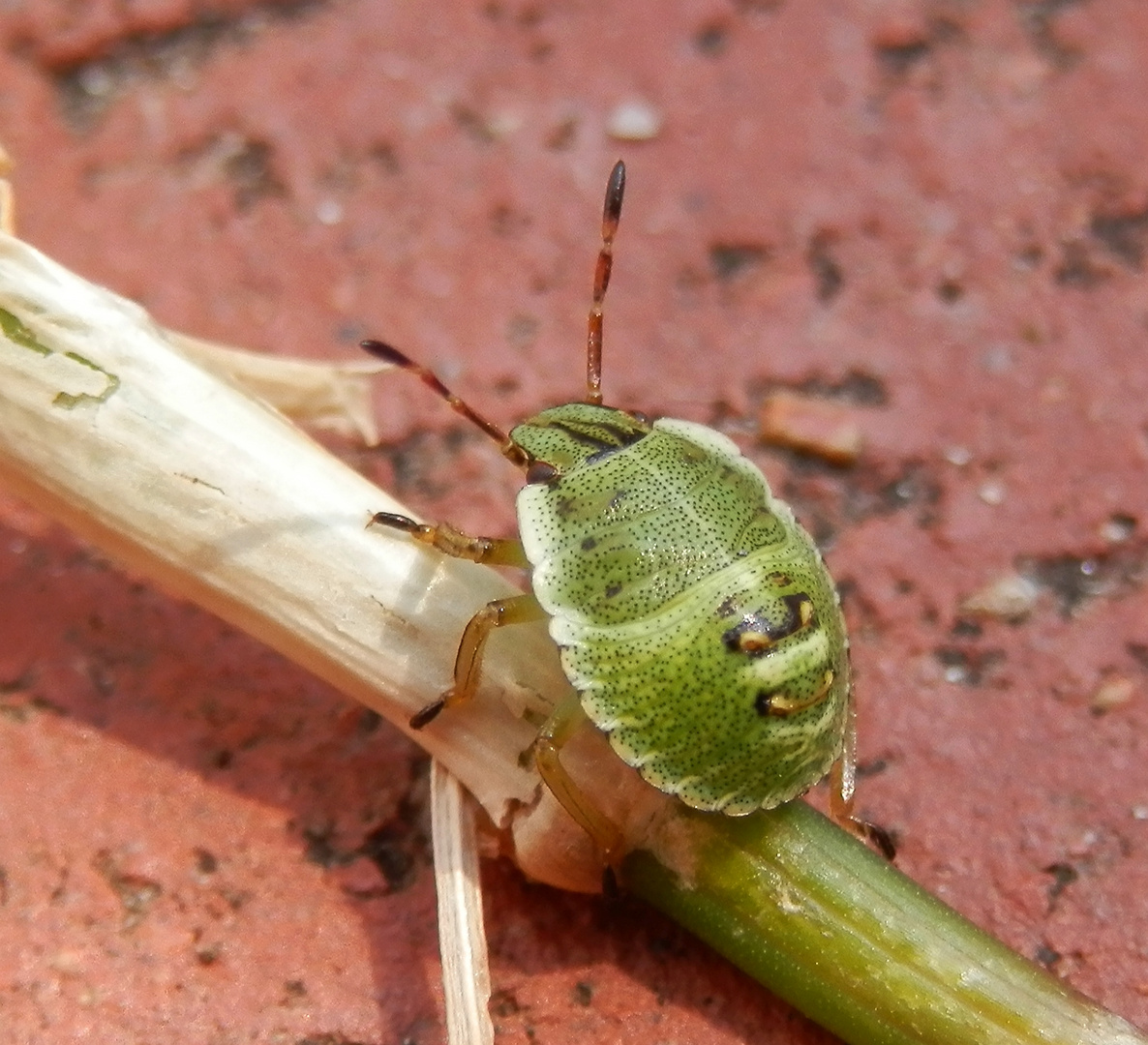Grüne Stinkwanze (Palomena prasina) - Larve L3