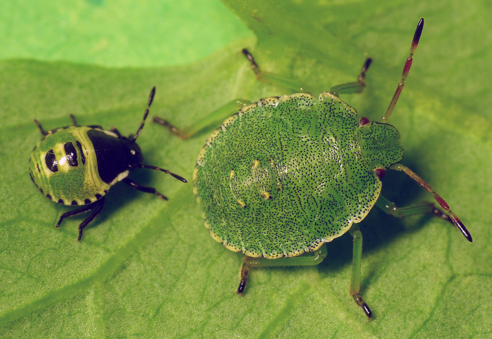 Grüne Stinkwanze (Palomena prasina) Larvenstadien Foto