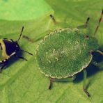 Grüne Stinkwanze (Palomena prasina) - Larvenstadien