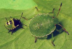 Grüne Stinkwanze (Palomena prasina) - Larvenstadien