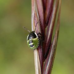 Grüne Stinkwanze (Palomena prasina) - Nymphe, L2-Larve