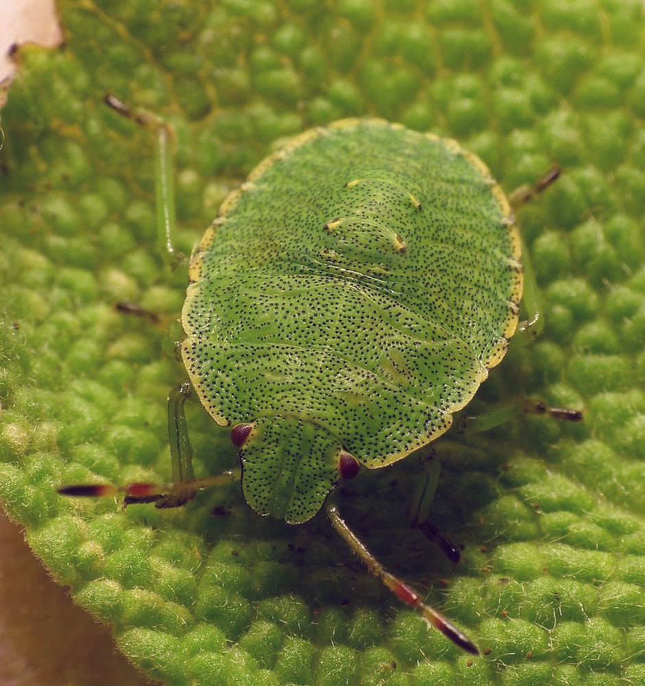 Grüne Stinkwanze (Palomena prasina) - Nymphe, L4-Larve