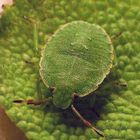 Grüne Stinkwanze (Palomena prasina) - Nymphe, L4-Larve