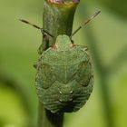 Grüne Stinkwanze (Palomena prasina) - Nymphe, L5-Larve