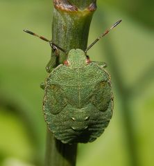 Grüne Stinkwanze (Palomena prasina) - Nymphe, L5-Larve