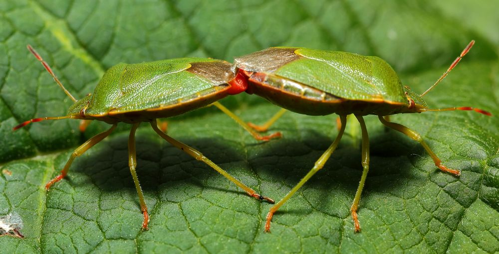 Grüne Stinkwanze (Palomena prasina) - Paarung