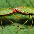 Grüne Stinkwanze (Palomena prasina) - Paarung