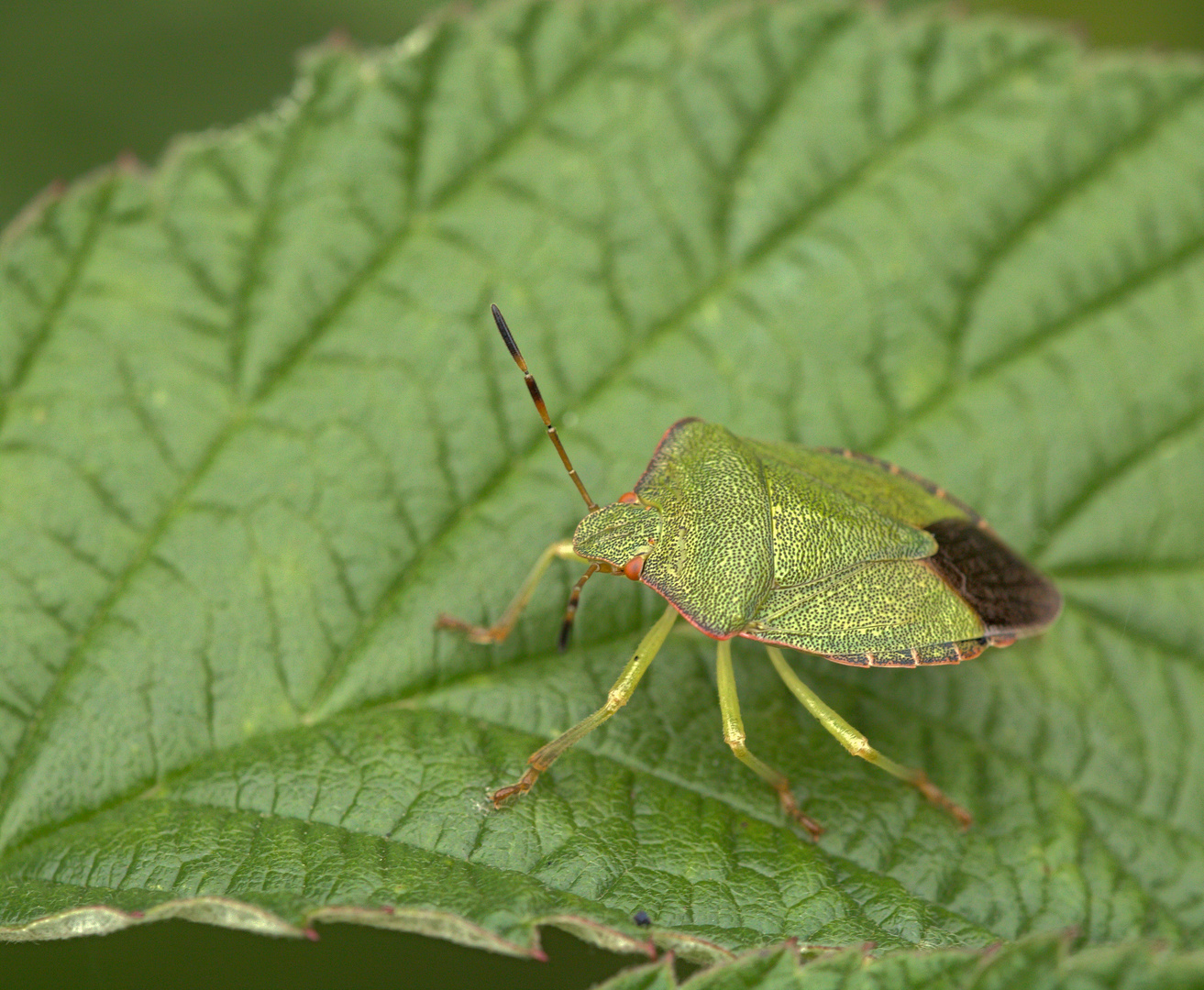 Grüne Stinkwanze (Palomena prasina) Sommerform