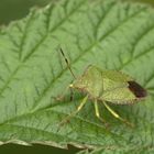 Grüne Stinkwanze (Palomena prasina) Sommerform