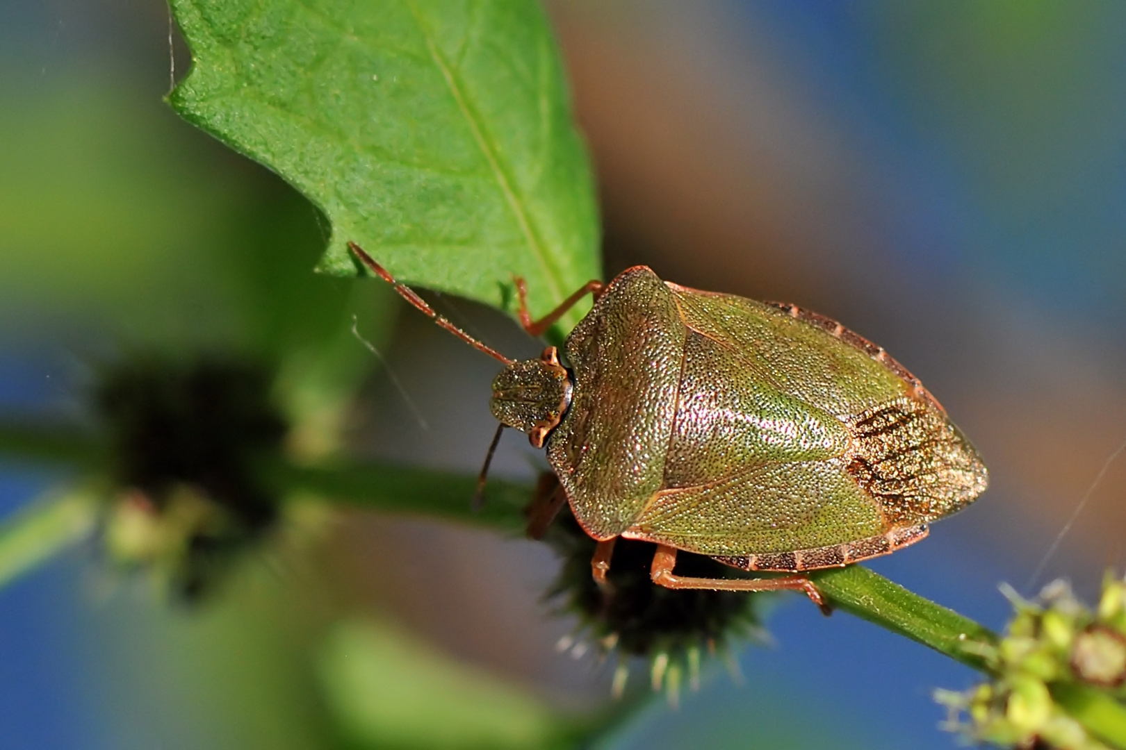 Grüne Stinkwanze (Palomena prasina) Umfärbungsphase