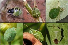 Grüne Stinkwanze (Palomena prasina) - Von der Jugend bis ins Alter