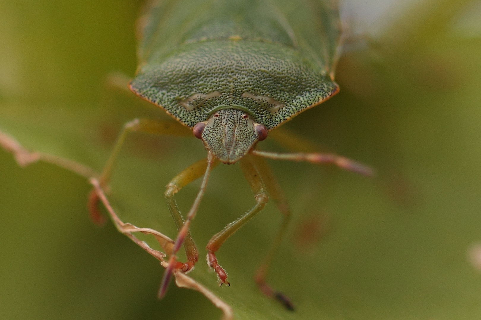 Grüne Stinkwanze sitzt auf dem Blatt einer Hecke.