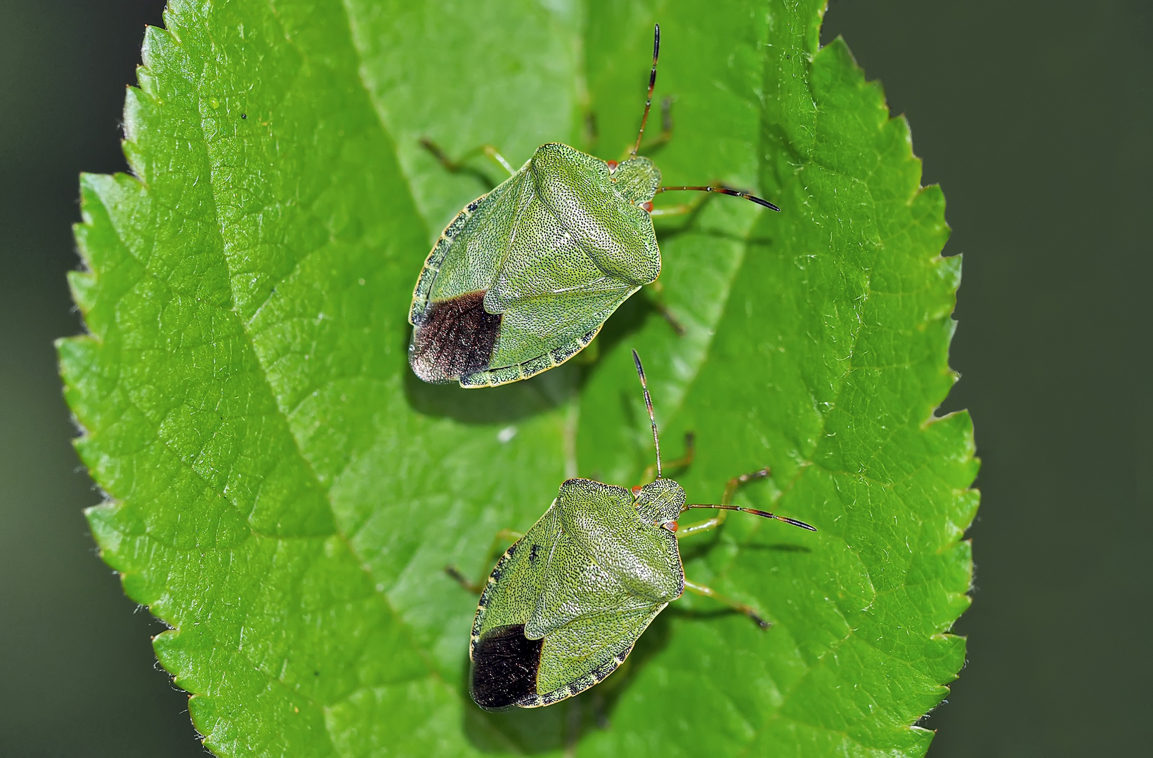 Grüne Stinkwanzen (Palomena prasina) - Punaises vertes, punaises des bois.