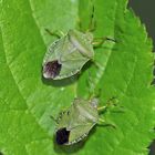 Grüne Stinkwanzen (Palomena prasina) - Punaises vertes, punaises des bois.