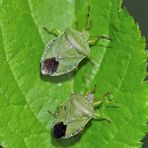 Grüne Stinkwanzen (Palomena prasina) - Punaises vertes, punaises des bois.