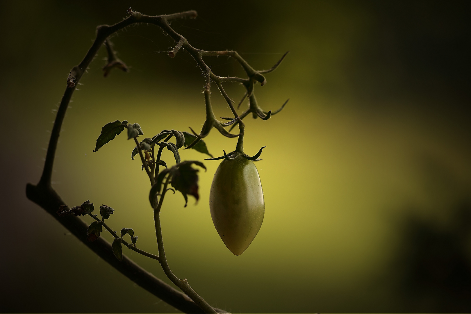 Grüne Tomate