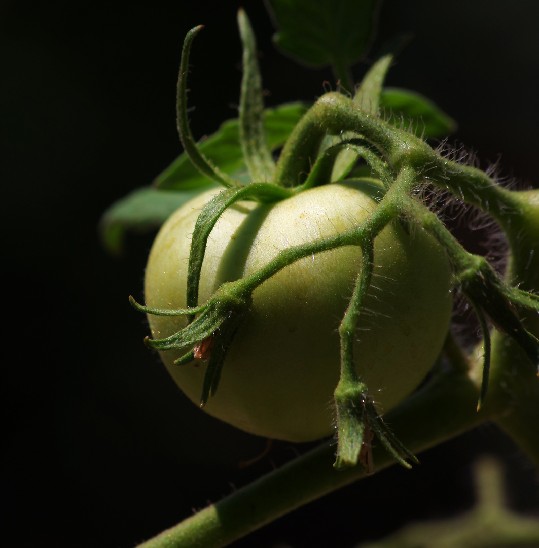 grüne Tomate, Cesme. Türkei