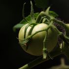 grüne Tomate, Cesme. Türkei