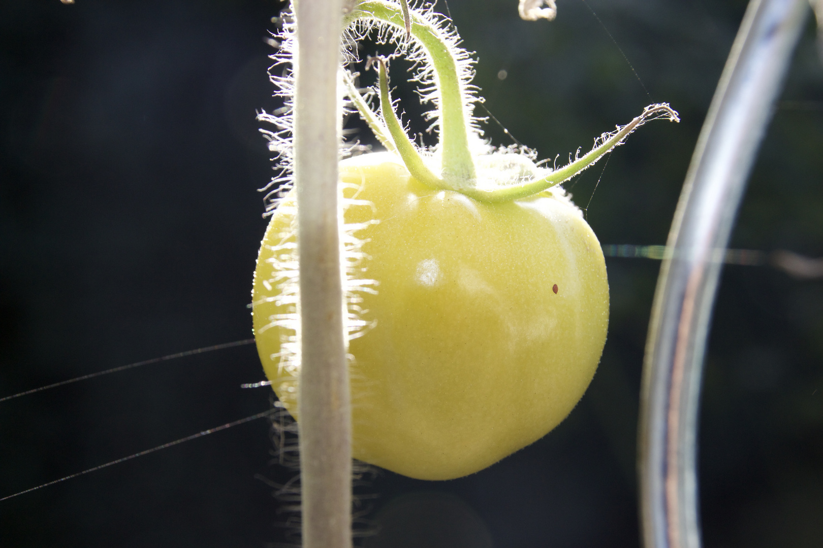 Grüne Tomate