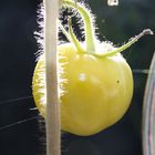 Grüne Tomate