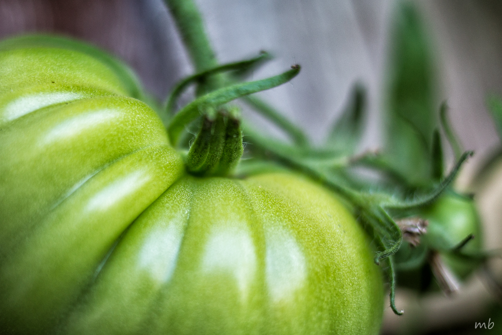 Grüne Tomate