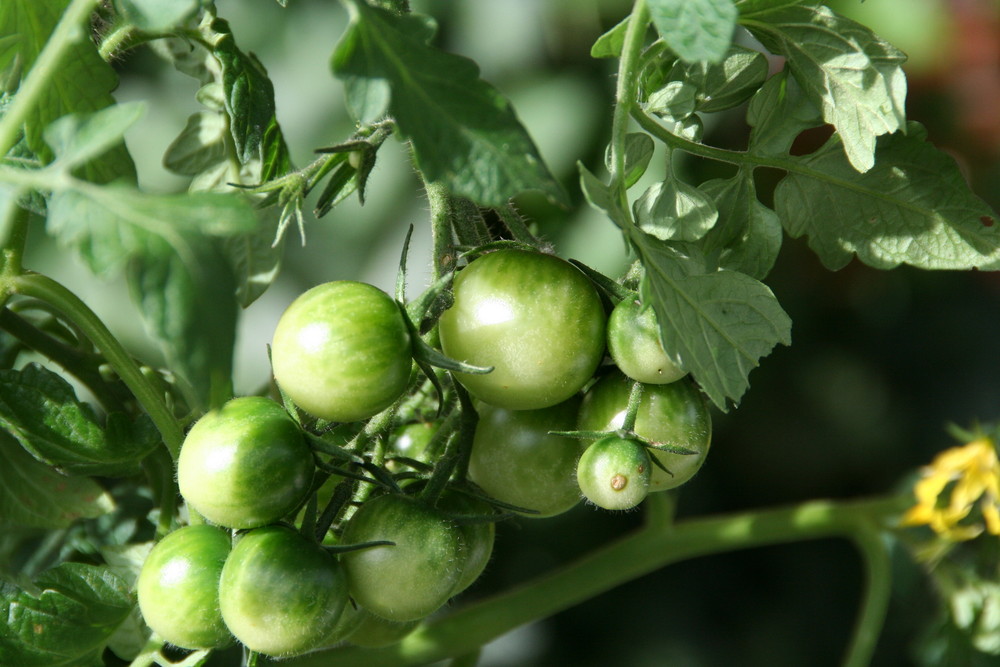 Grüne Tomaten