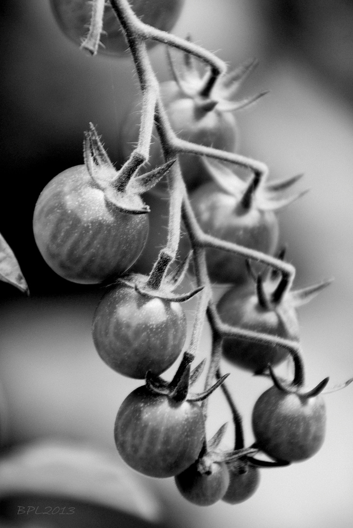 "Grüne Tomaten"