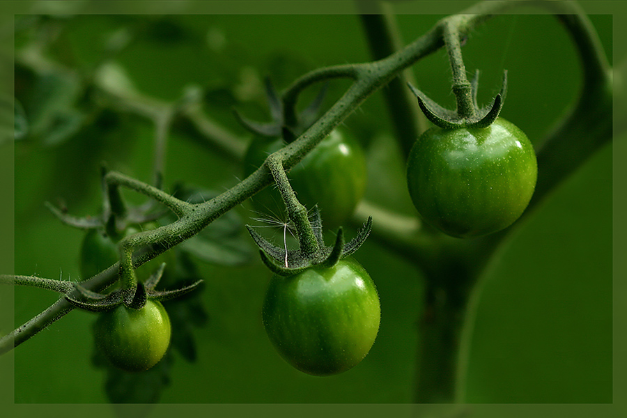 Grüne Tomaten 2