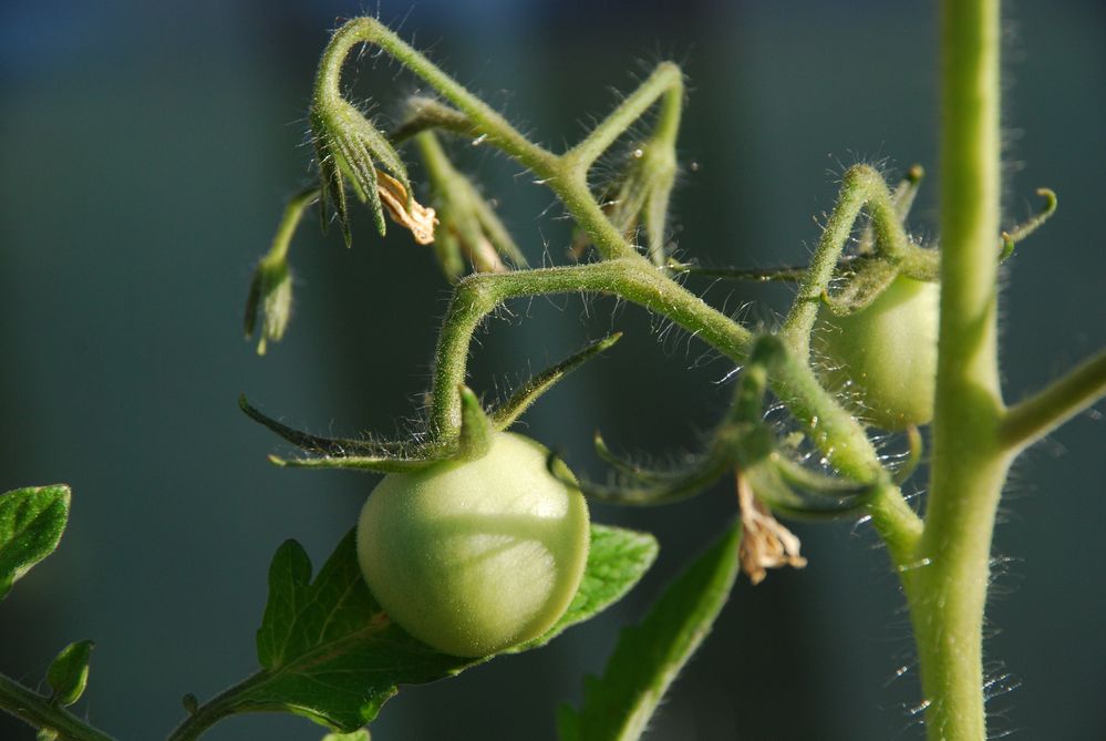 Grüne Tomaten