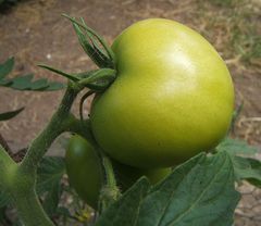 Grüne Tomaten