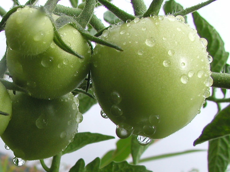 Grüne Tomaten