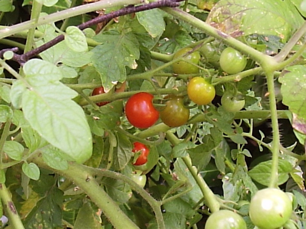 Grüne Tomaten