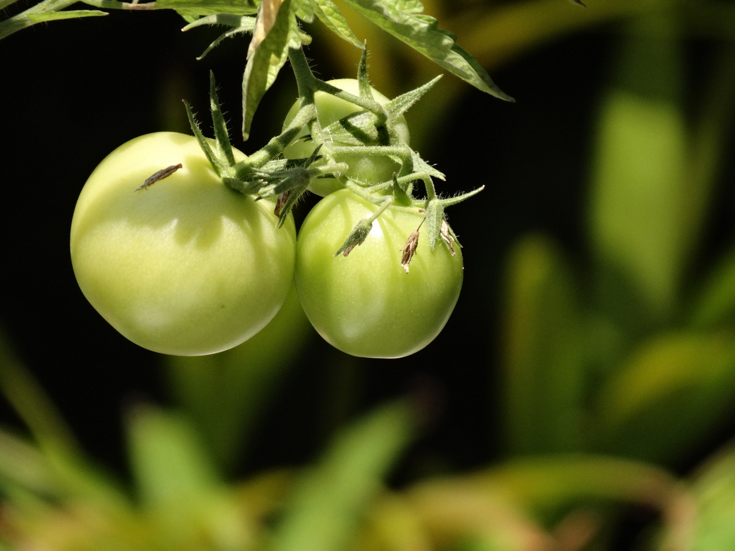 Grüne Tomaten