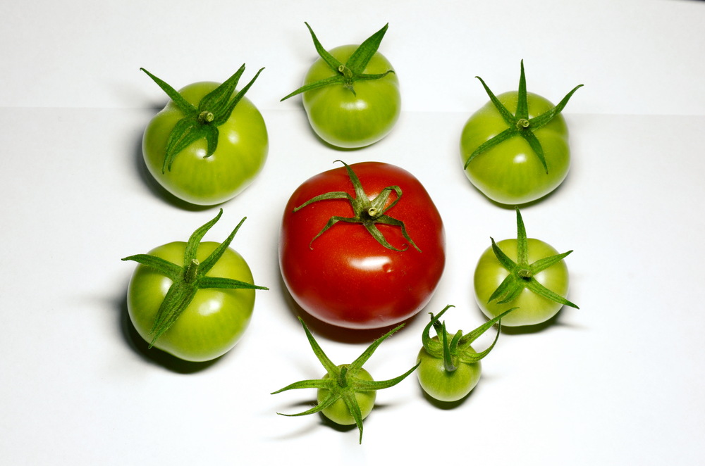 Grüne Tomaten