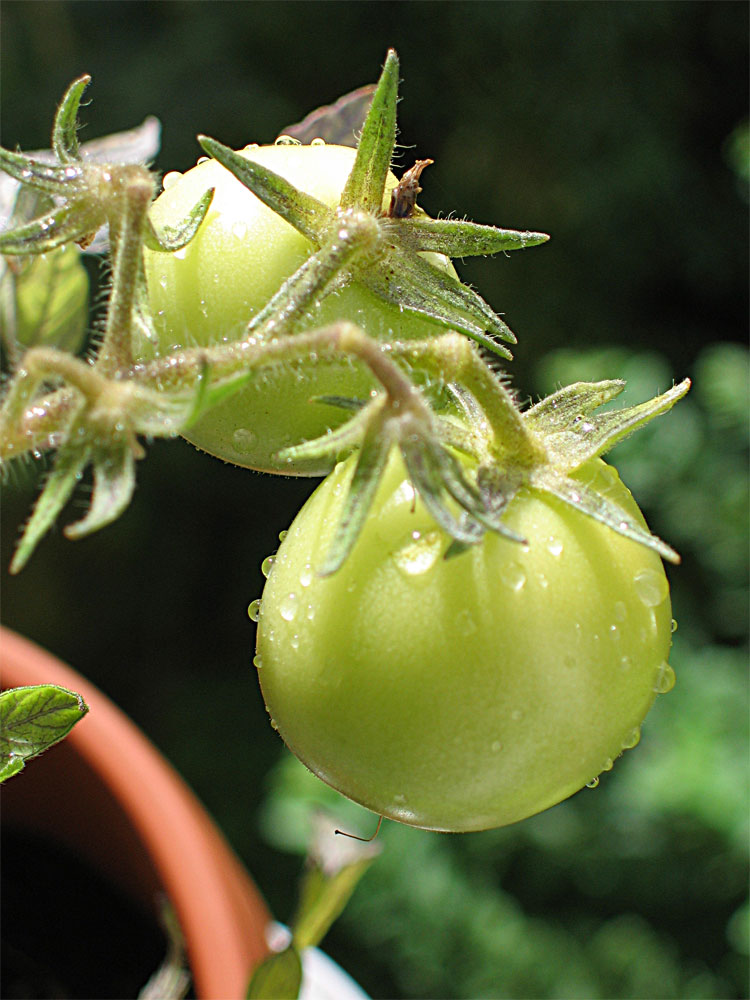 Grüne Tomaten..