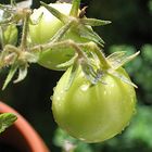 Grüne Tomaten..