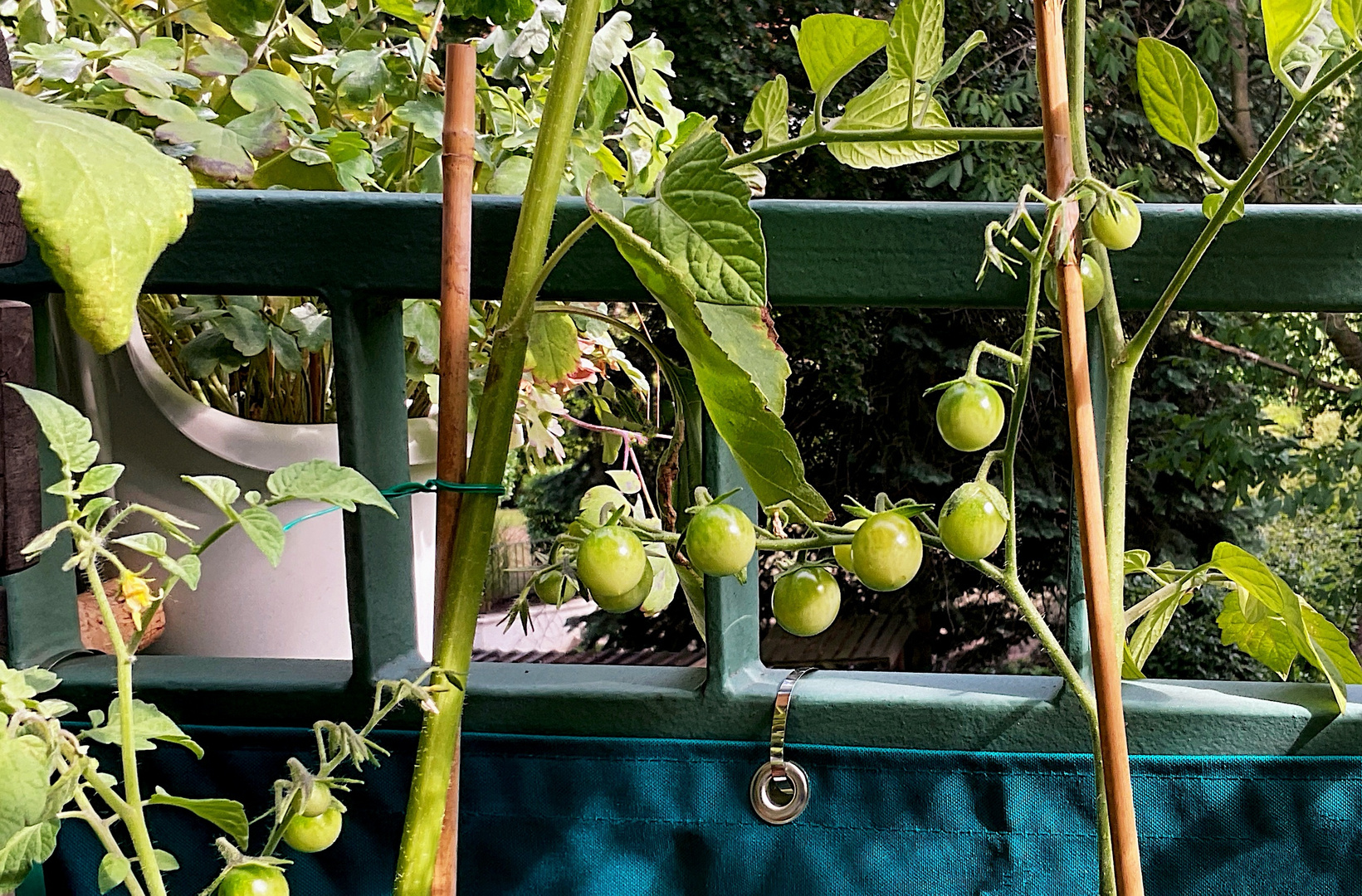 Grüne Tomaten