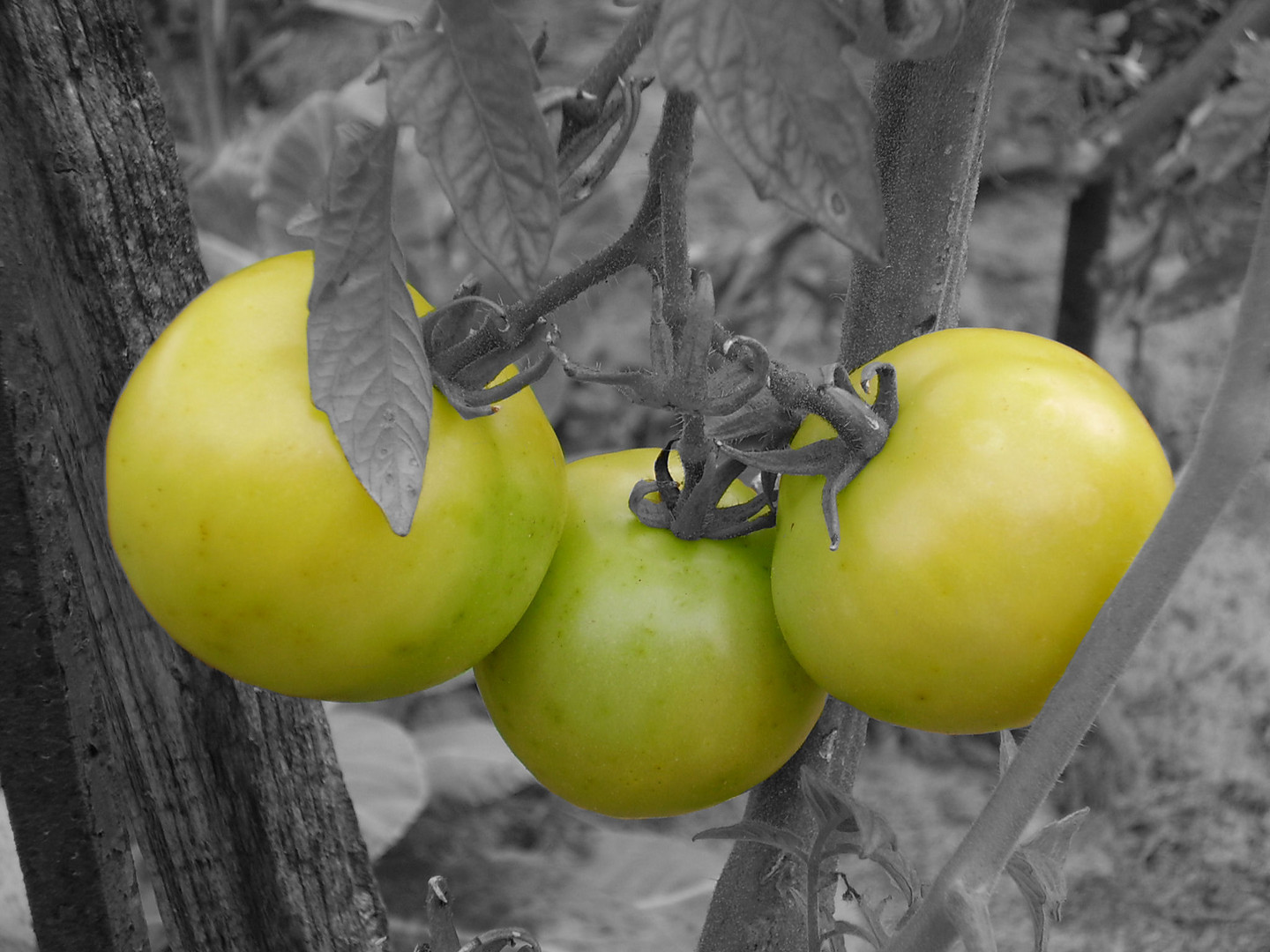 Grüne Tomaten