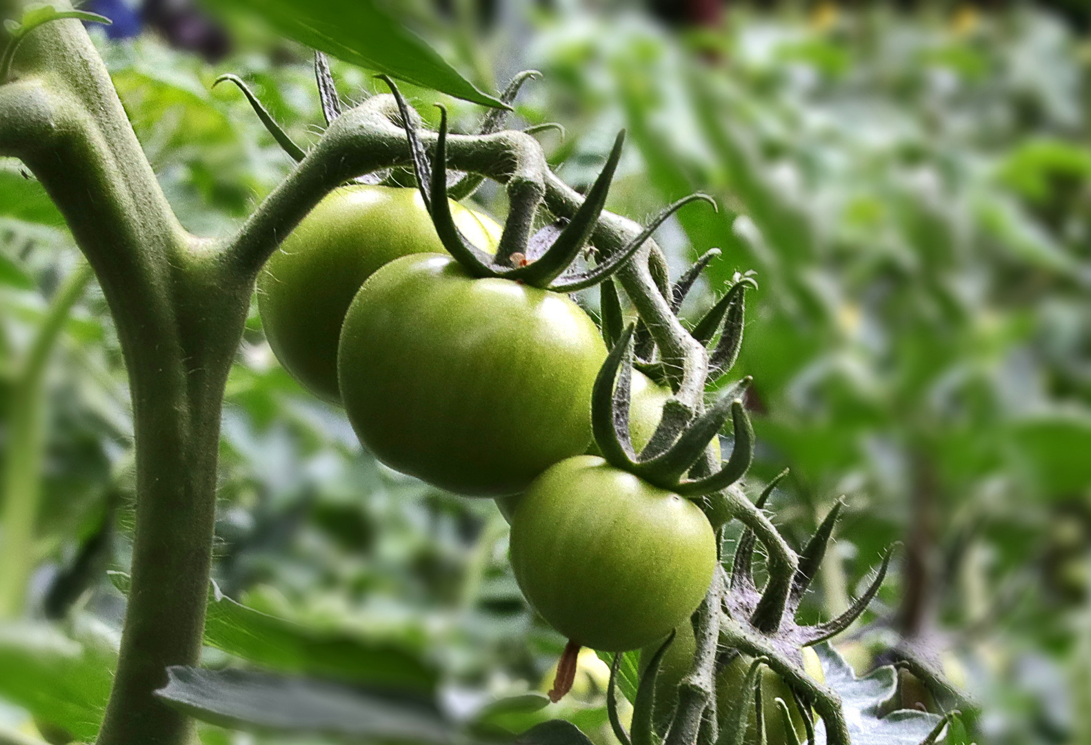 grüne Tomaten...