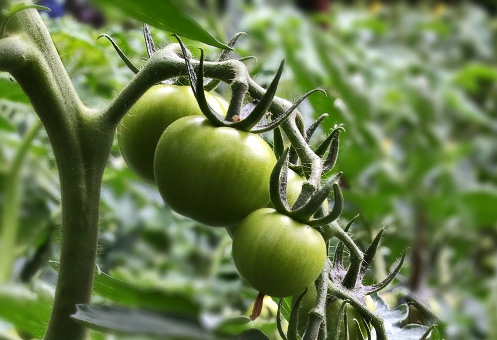 grüne Tomaten... Foto &amp; Bild | pflanzen, pilze &amp; flechten, früchte und ...