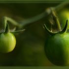 Grüne Tomaten