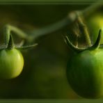 Grüne Tomaten