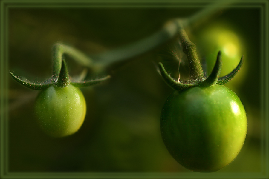 Grüne Tomaten