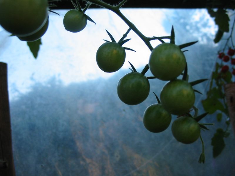 Grüne Tomaten