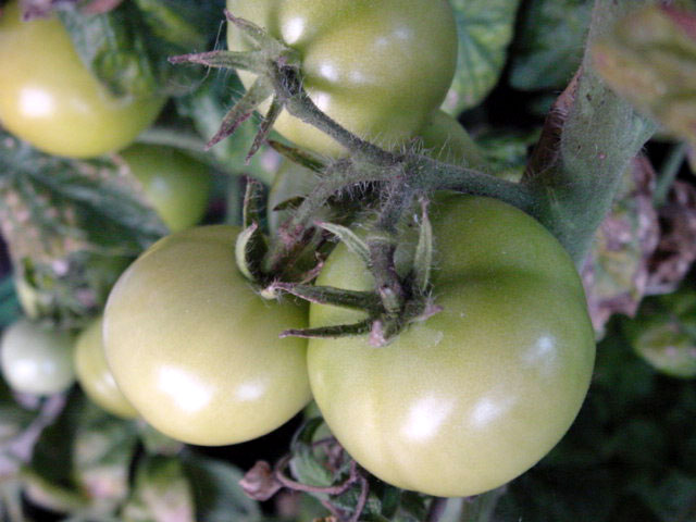 Grüne Tomaten