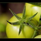 grüne Tomaten