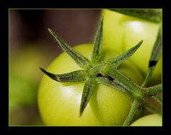 grüne Tomaten