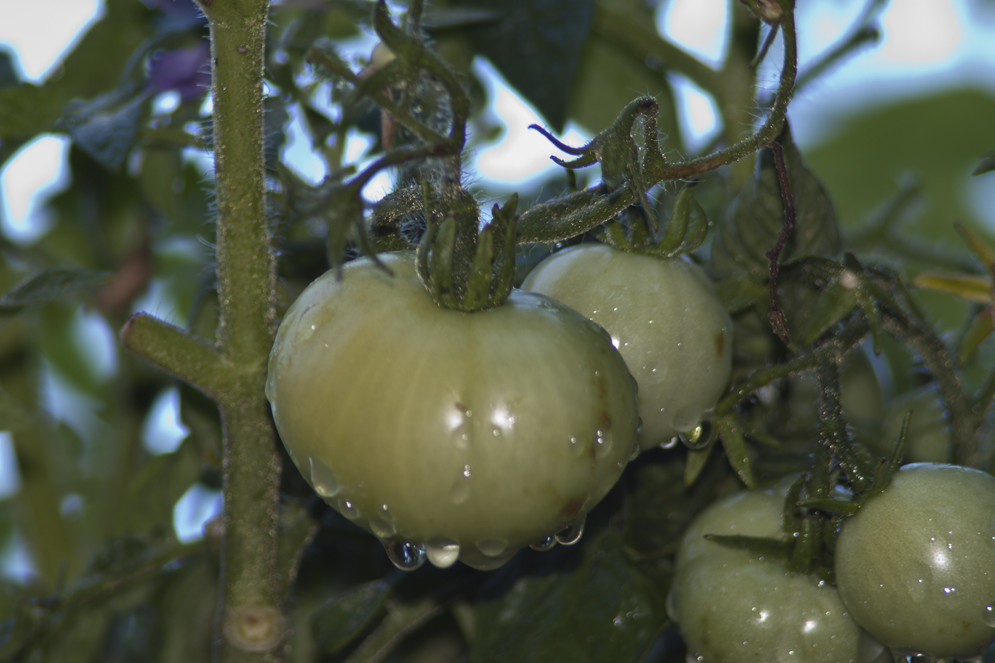 Grüne Tomaten im Regen