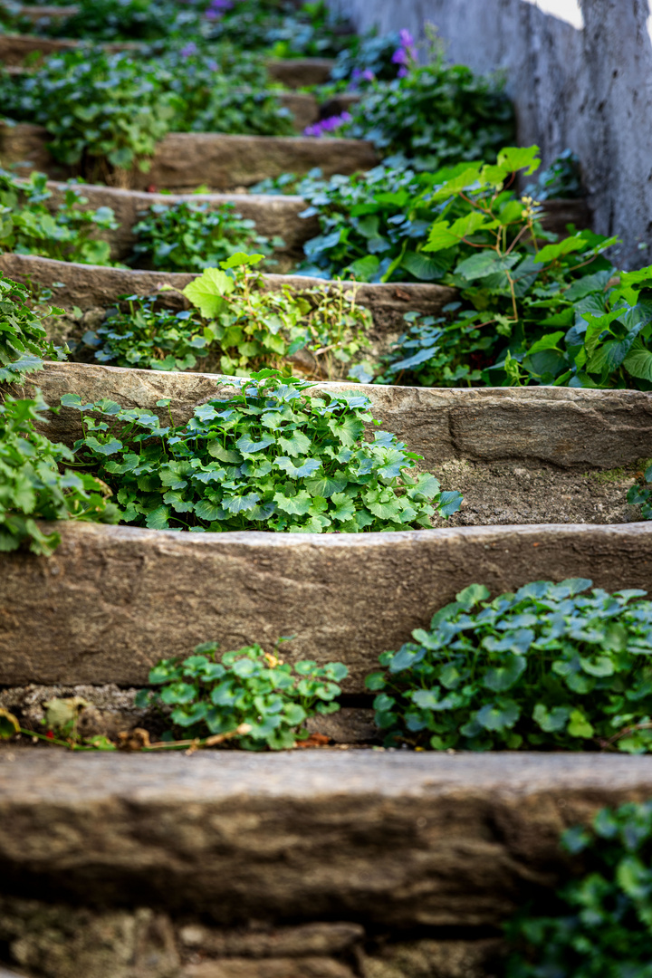 GRÜNE TREPPE